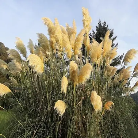 De